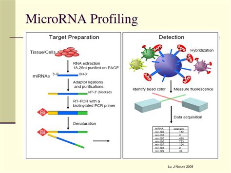 Ppt Understanding Mirna Turnover A Study Of Mirna Half Life