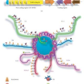 Hypothetical Model For Heterochromatin Assembly At P Falciparum