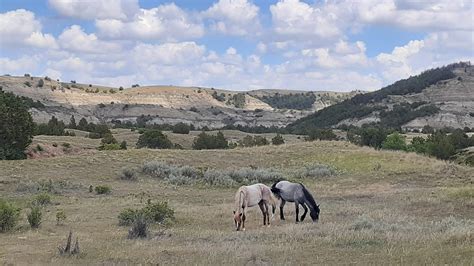 Wild Horses in Theodore Roosevelt National Park : r/NationalPark