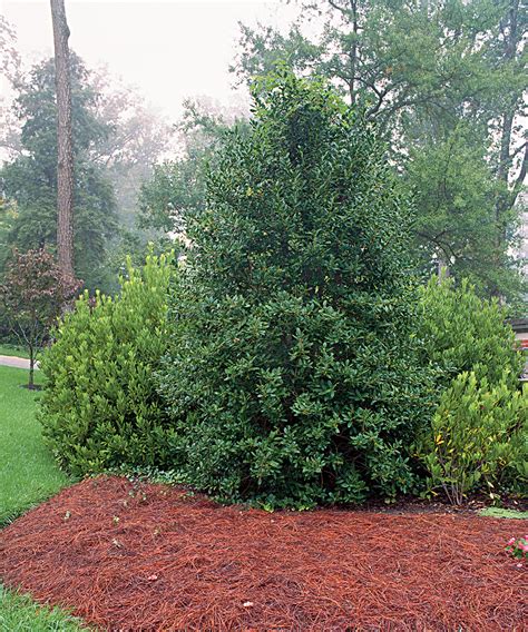 Types Of Evergreen Shrubs For Yearround Color Babe Aurora