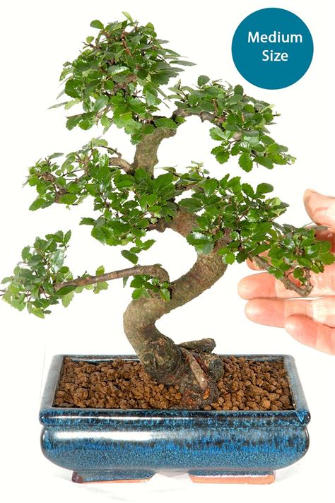 Best Bonsai | Fabulous Indoor Bonsai Tree Pruning & Styling Kit