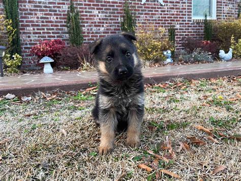 Golden Paws Kennel - German Shepherd Dog Puppies For Sale In