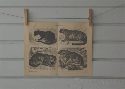 1890 Vintage Panthera Species Lithograph Illustration