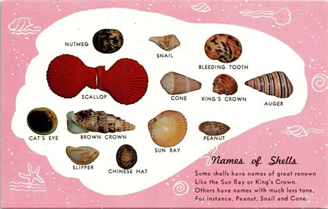 Sea Shells Collections Names & Appearance Chart Chrome Postcard ...