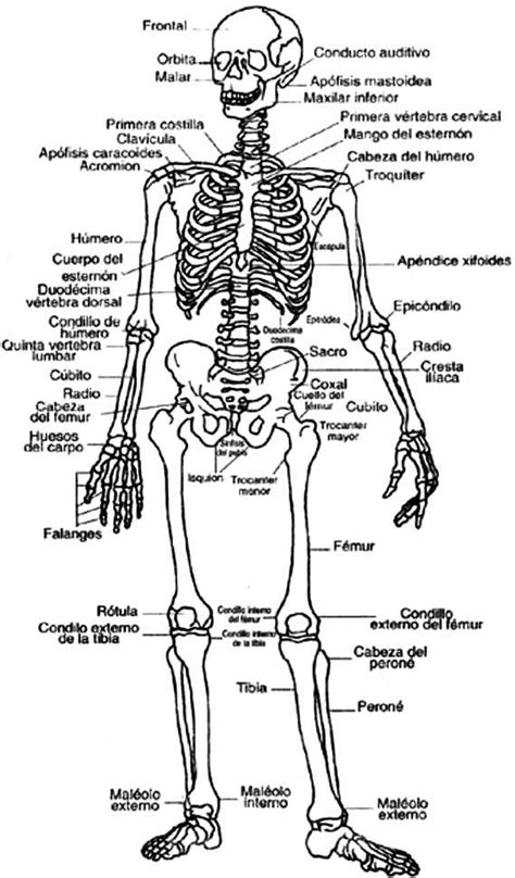 Pagina Educativa Madre Creativa Dibujos Del Sistema Oseo Del Cuerpo Humano