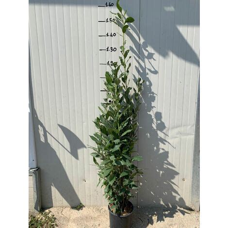 50 PIANTE DI ALLORO LAURUS NOBILIS H110 120 CM Piante Per Siepi