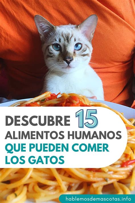 Descubre Alimentos Humanos Que Pueden Comer Los Gatos Artofit