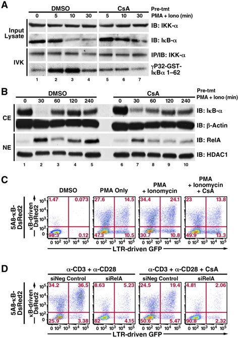 A In Vitro Kinase Assay Of I B Phosphorylation By Ikk A Cells Were