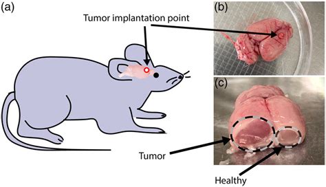 A Schematic Of Rat Brain Implantation B Top View Of The Harvested