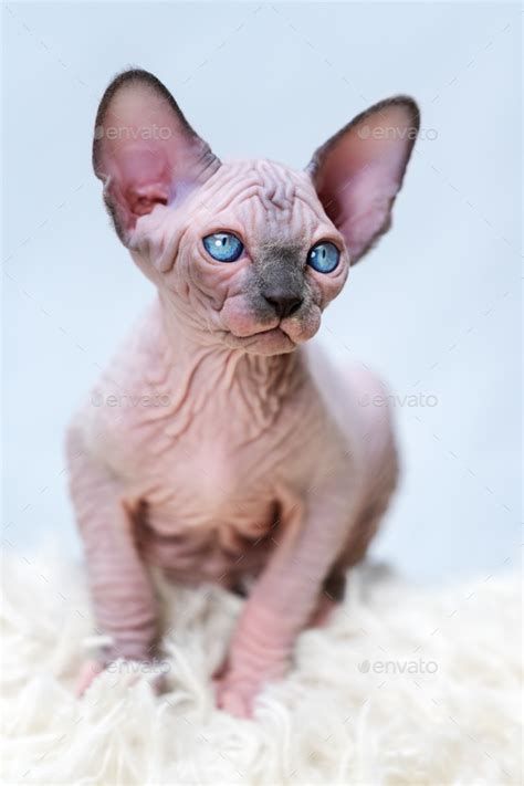 Hairless Canadian Sphynx Cat Kitten With Big Blue Eyes Front View Of