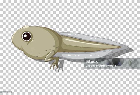 A Tadpole In Flat Cartoon Style Stock Illustration - Download Image Now ...