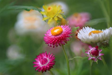 Strawflower Variety | Flower farmer, Flowers, Beautiful flowers