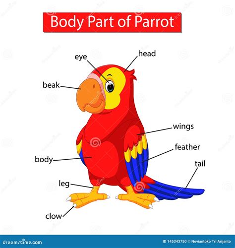 Papagaio Gaivota E Coruja - Diagrama Papagaio Gaivota Coruja - ICEBRAIN