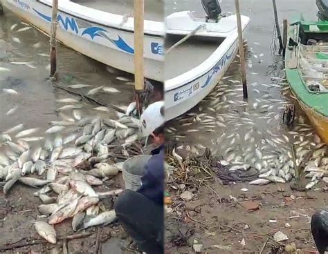 Investigan Mortandad De Peces Que Se Acercaron Desorientados A La Costa