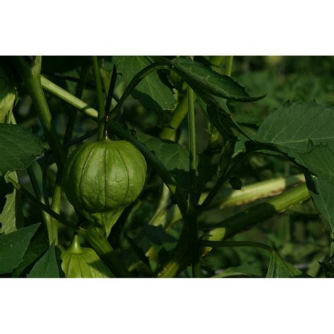 Semillas De Tomatillo Verde Mexicano Physalis Ixocarpa