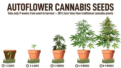 When To Top Autoflower Plant At Gary Cadwell Blog