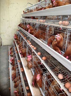 Why More Kenyan Farmers Should Adopt The Battery Layer Cages Kienyeji