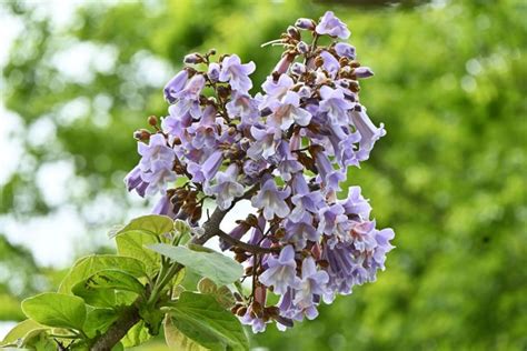 Pflanzen mit herzförmigen Blättern und Blüten