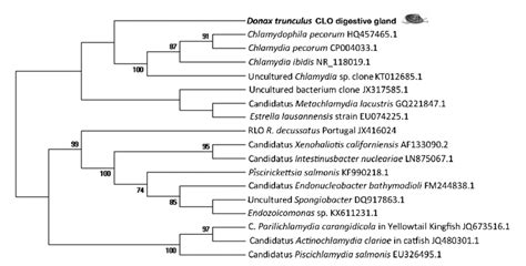 Phylogenetic tree showing the evolutionary position of the bacterial ...