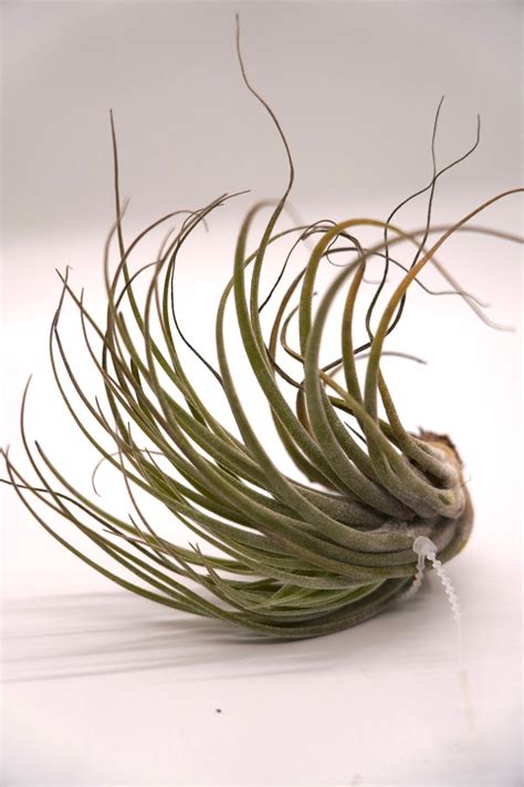 Tillandsia Oaxacana Air Plant Variegata Exotic Plants