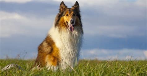 What Kind Of Dog Is Lassie Breed Information Pictures And Facts A