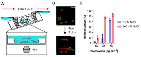 Immobilization Assay Using Channel Slides And Pva Guvs A Schematic