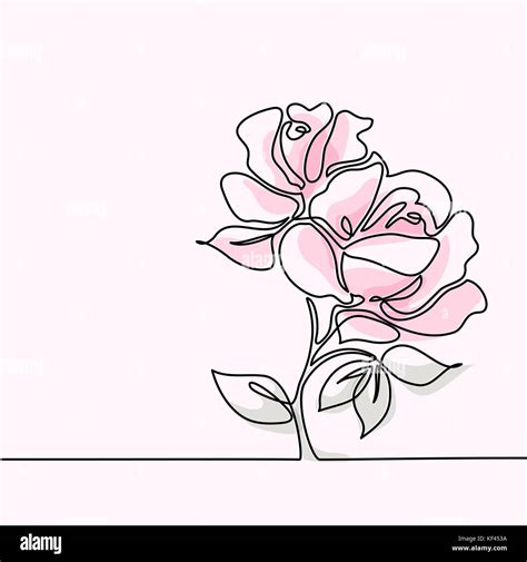 Beautiful soft color pink rose flowers. Continuous line drawing. Vector ...