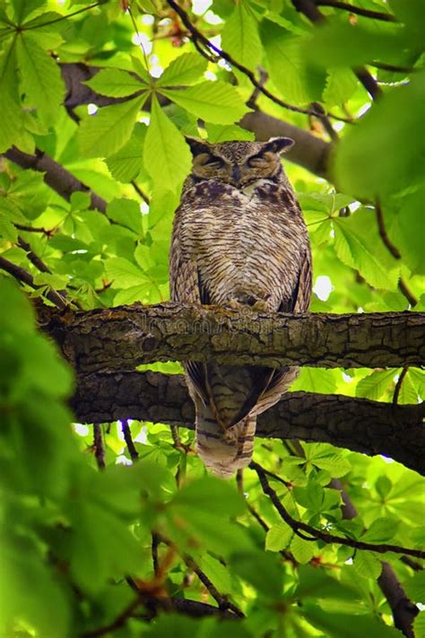 B Ho Clausur Un Gran B Ho Bubo Virginianus En Un Casta O Con Ojos