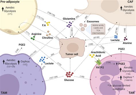 Metabolomics In Cancer And Cancer Associated Inflammatory Cells