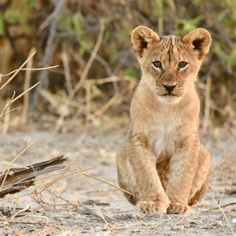 3,000+ Free Cubs & Lion Cub Photos - Pixabay