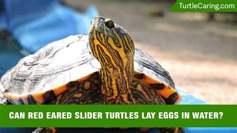 Can Red Eared Slider Turtles Lay Eggs In Water Turtle Caring