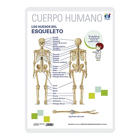 Mapa Mental De Los Huesos Del Cuerpo Humano Kulturaupice Porn Sex Picture