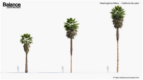 Washingtonia Filifera California Fan Palm 3D Model Free 3D Model