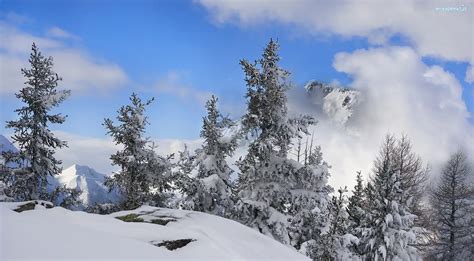 Śnieg Świerki Góry Zima