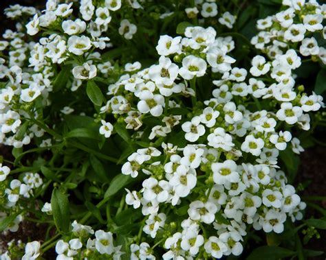 Lobularia Maritima Sweet Alyssum Alyssum Garden