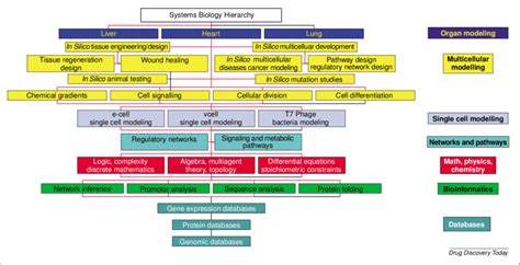 The systems biology hierarchy is a rough working chart of a broad ...