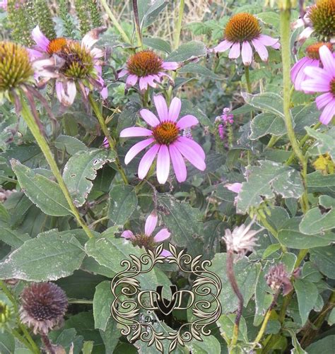 Purple Coneflower - Deja Vue Designs