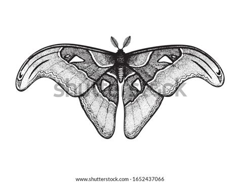 118 Atlas Moth Stock Vectors, Images & Vector Art | Shutterstock