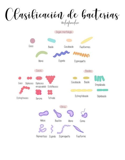 Clasificacion De Bacterias El Cafe Medico Udocz