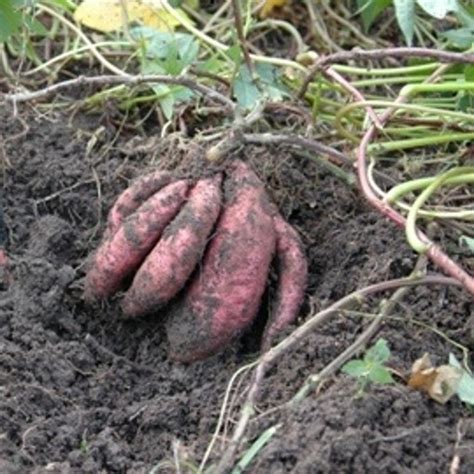 Sweet Potato ORLEANS Ipomaea Batatas