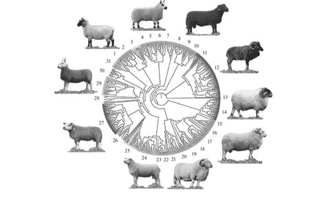 Phylogeny of 18 native Welsh sheep breeds. On the phylogenetic tree the ...