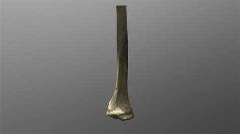 Right Tibia 3d Model By Josie Jwallace96 D2738b4 Sketchfab