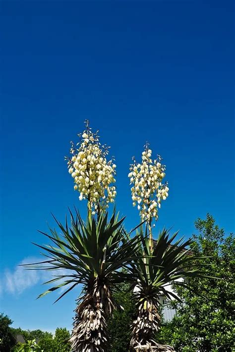 Yucca Elephantipes O Gigantea Consejo Cultivo Y Cuidado