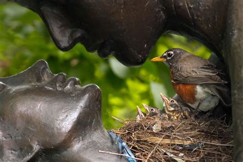 48 Hours of Birding (and Other Things): New York City | Audubon