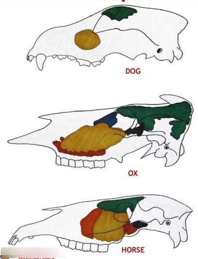 Paranasal Sinuses Lateral Aspect Diagram Quizlet