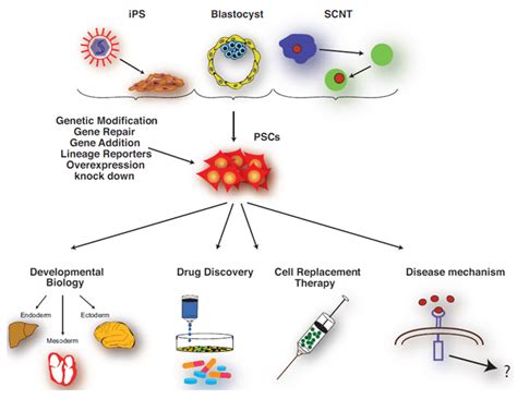 Stem Cell Isolation and Culture Services - Creative Bioarray