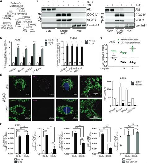 Il R Signaling Induces Release Of Mtdna To Initiate Innate Immune