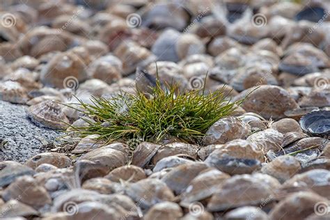 Photo Of Deschampsia Antarctica The Antarctic Hair Grass One Of Two