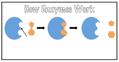 Enzymes Diagram Diagram Quizlet