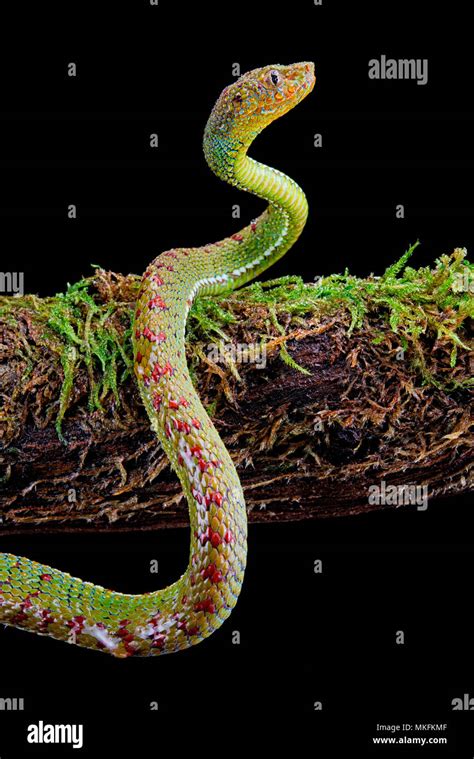 Philippines Pit Viper Trimeresurus Flavomaculatus On Black Background